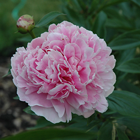 Plant Photo 5