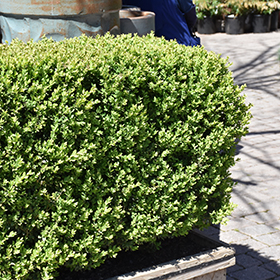 Plant Photo 3